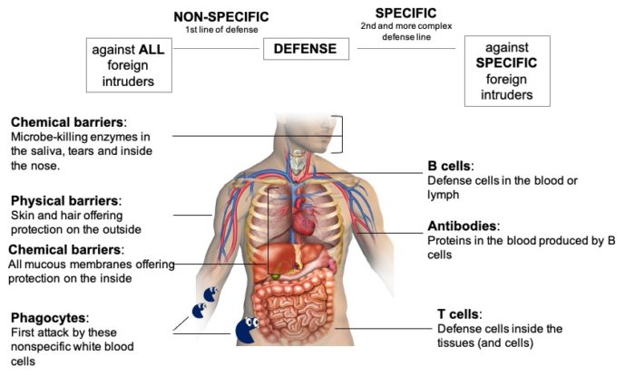 IMMUNOLOGIC MEMORY | The Bio Teacher